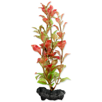 Rostlina TETRA Red Ludwigia (S)
