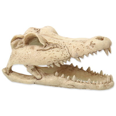 Dekorace REPTI PLANET Krokodýlí lebka 13,8 cm