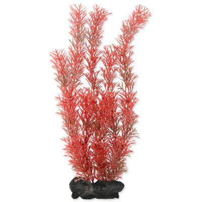 Rostlina TETRA Foxtail Red (L)