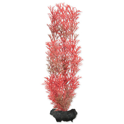 Rostlina TETRA Foxtail Red (M)