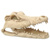 Dekorace REPTI PLANET Krokodýlí lebka 13,8 cm